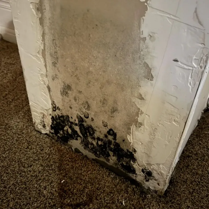 Professional Mold Removal in Randolph County, AL